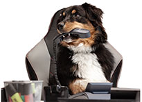 Hund