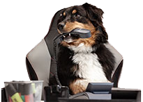 Hund